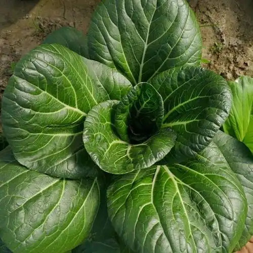 青菜的种类(这三款青菜种,尤其适合秋冬季种植!