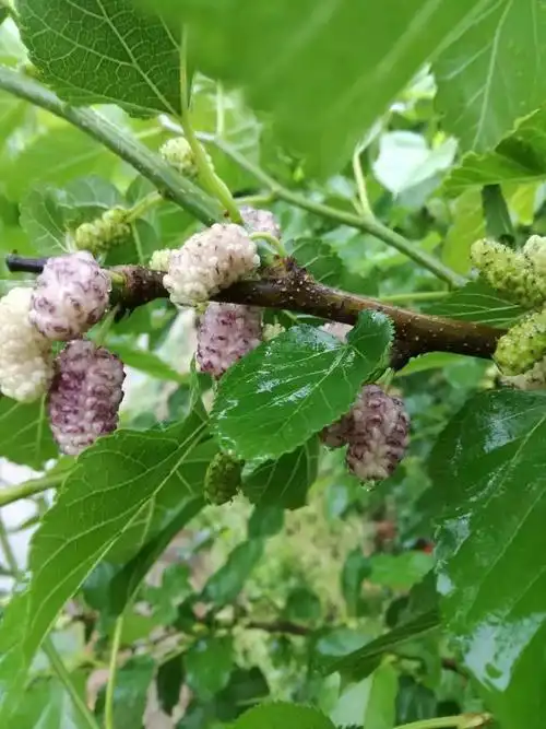 如果你不想弄脏双手,可以选择农场里特别的"白桑葚"——白玉王.