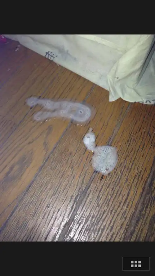 1岁的泰迪早上吐白色粘液,老是想吐 精神还可以 !到底是什么问题呢?