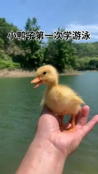 宠物小鸭子的水上乐园冒险!柯尔鸭的清凉夏日体验