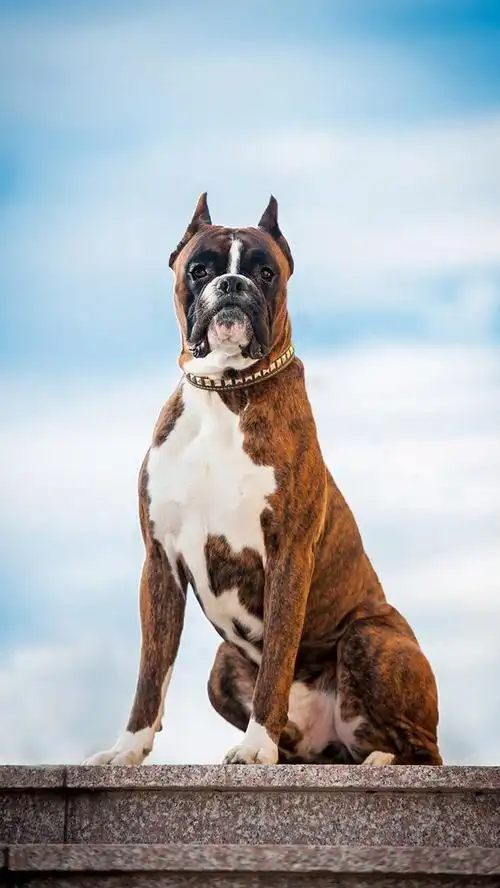 实用共享大量猛犬精美高清手机壁纸