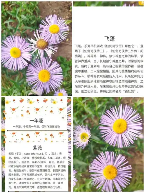 每天识别一种花草:紫菀.