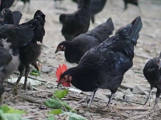 黑凤鸡羽毛脱落得注意,这些管理环节调整能缓解,快来学习