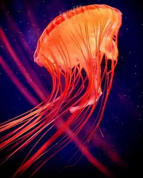 回顾能无限重生地球上已知永生的动物灯塔水母有多厉害