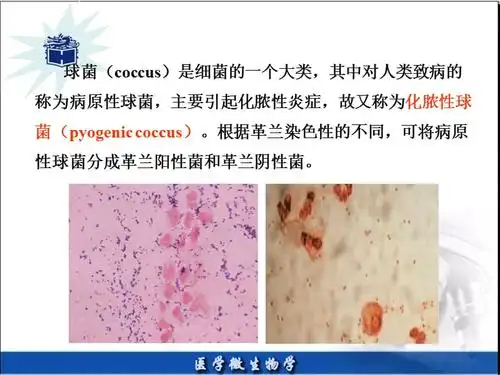 医学微生物章ppt课件ppt