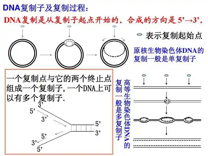 深圳高级中学 dna复制子及复制过程: 复制子及复制过程: 复制子及复制