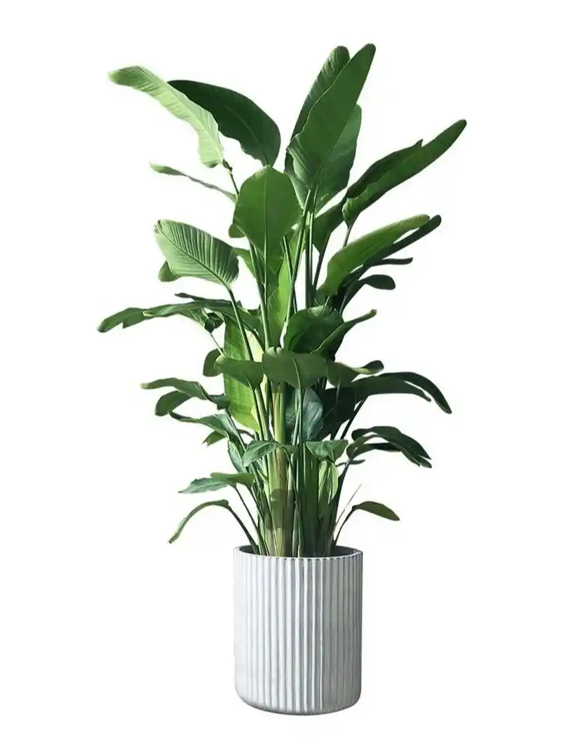 90  天堂鸟,这个名字听起来