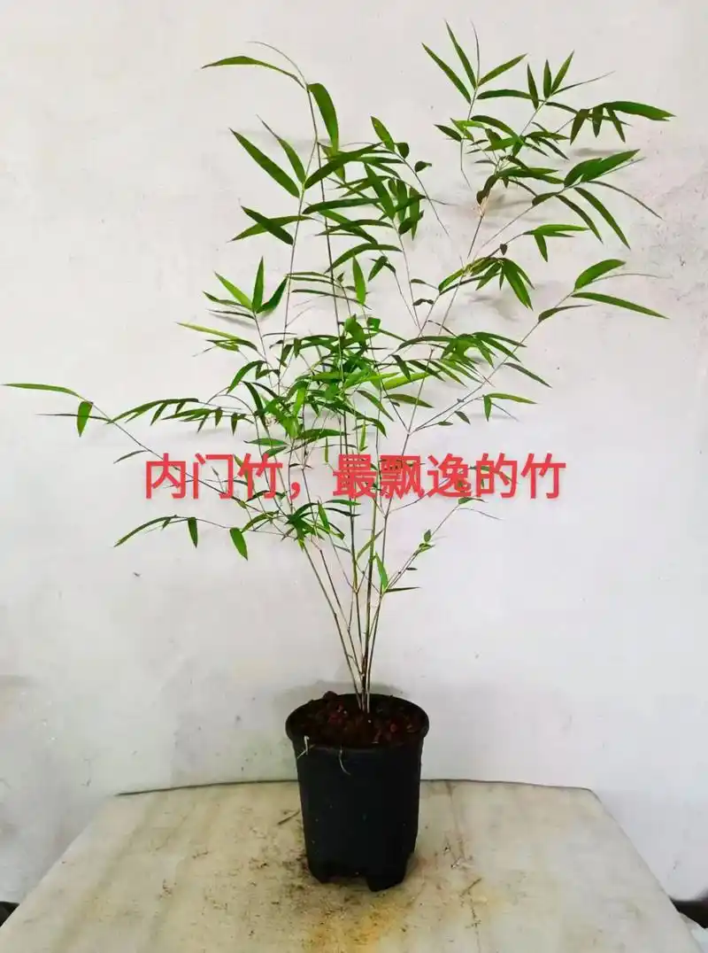 内门竹,竹中贵族.#花卉绿植 #热门 #抖音小助手 - 抖音
