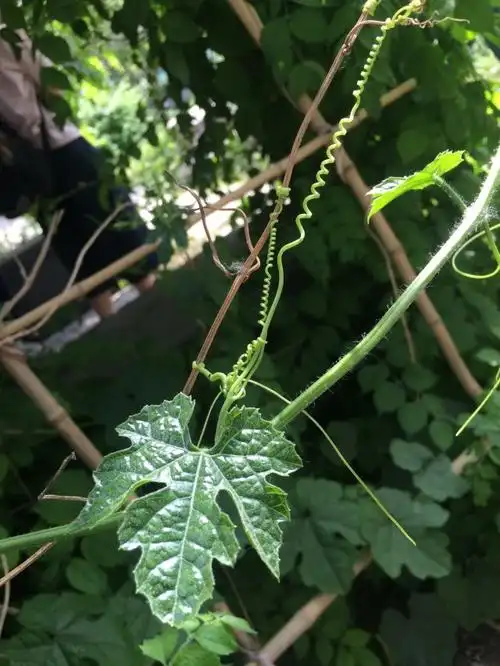 首医校园药用植物图鉴 | 一花一世界,一叶一菩提