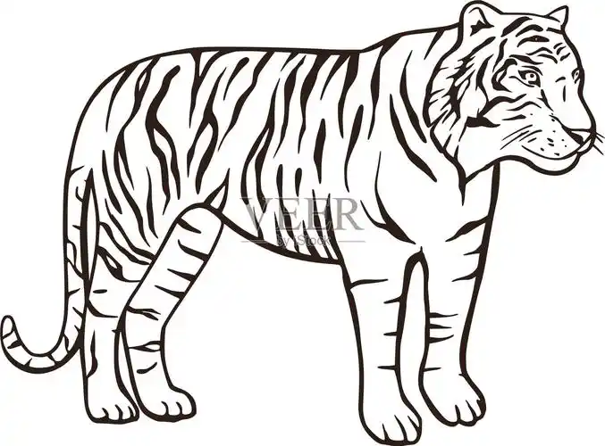 野生孟加拉虎自然哺乳动物卡通动物