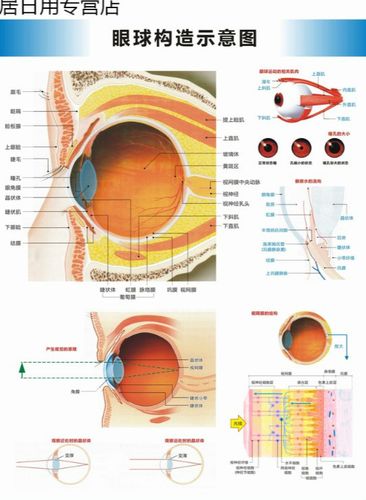 尚琛眼球解剖图结构图眼球的构造眼睛穴位按摩眼操眼科海报挂图 眼球
