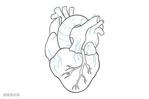如何画人的心脏