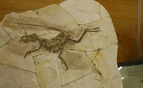 资料图片:当时和文物一起捐赠的赫氏近鸟龙化石.(新华社)