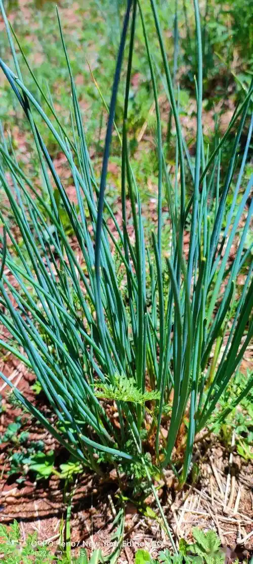 一叶禅专栏:山珍野味——野沙葱