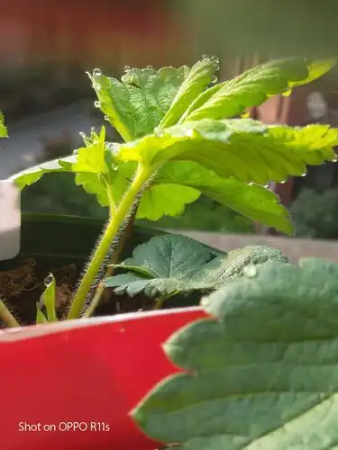 草莓苗 走茎 淡雪