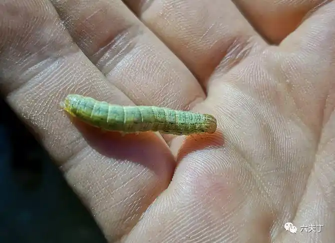 玉米粘虫已暴发,如何有效对付它?_幼虫