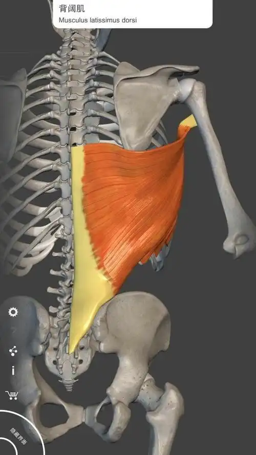 背部常用肌肉之背阔肌