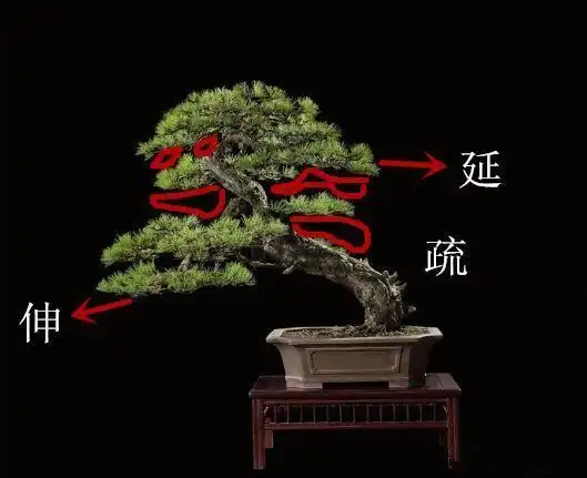 盆景初入门学习盆景制作首先要了解盆景制作的这几个法则