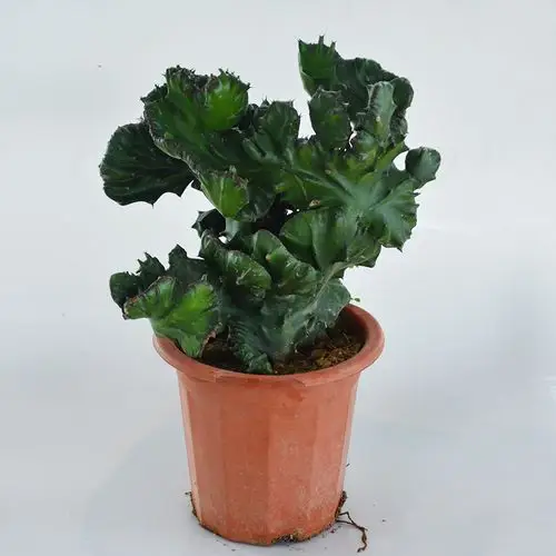 金麒麟盆栽盆栽花卉玉麒麟金麒麟室内多肉植物净化空气 中麒麟15*15cm