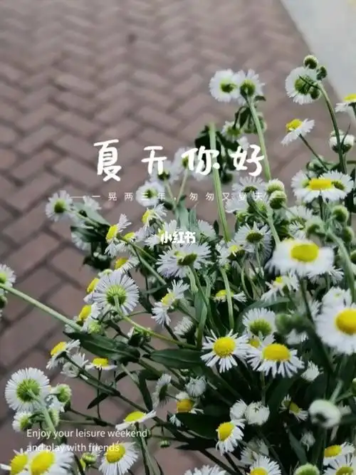 小雏菊的花语