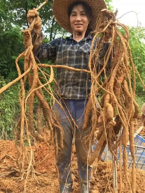 小叶牛大力黄毛牛大力种植技术容易种植么