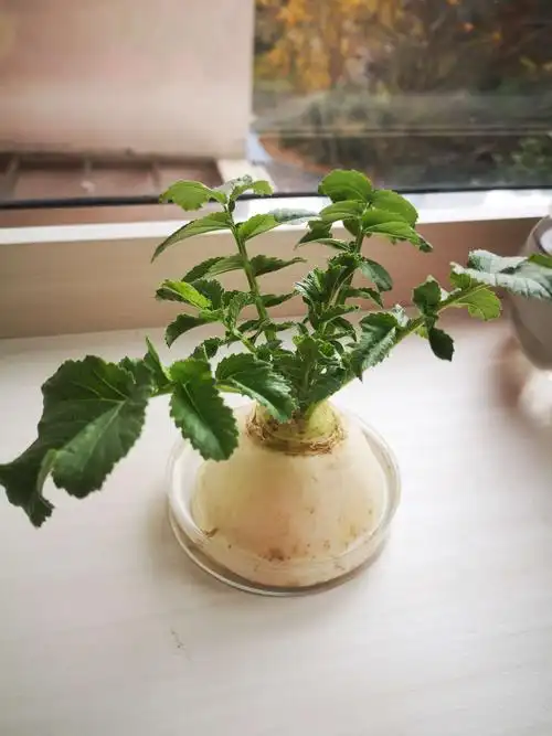 杨千一的萝卜盆栽