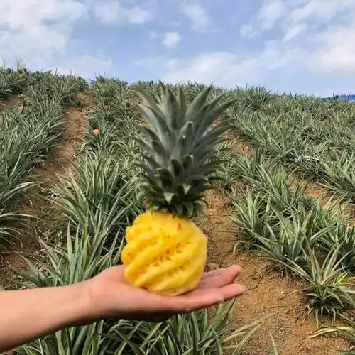 云南省文山壮族苗族自治州文山市 泰国小菠萝