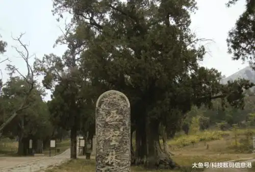 大教育家孟子墓地: 面积915亩, 古树近万株, "亚圣林"表其雄心