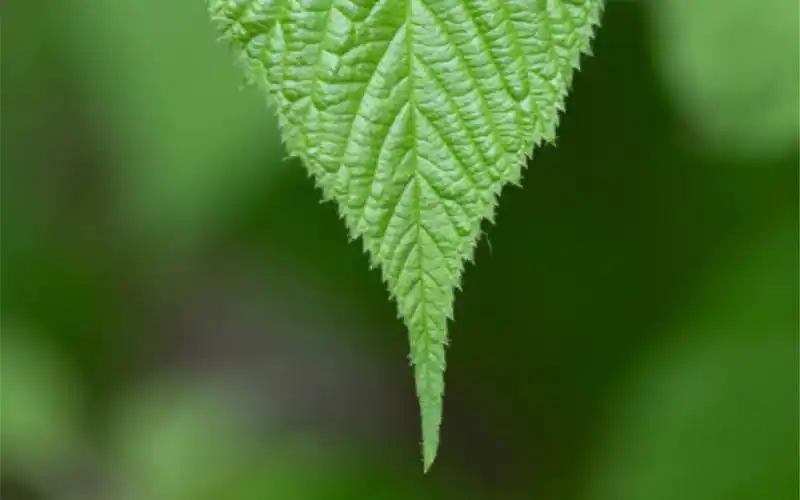 绿色清新护眼好看壁纸_唯美好看风景