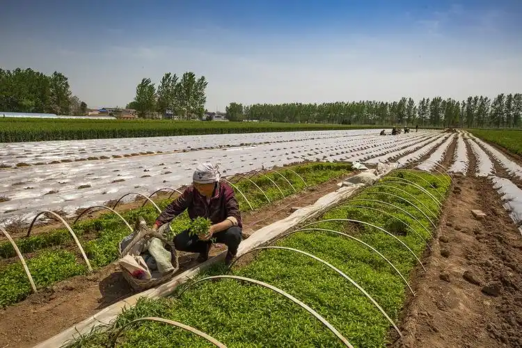 农民收获辣椒接着种菜,每亩收益6000元:土地休息半年