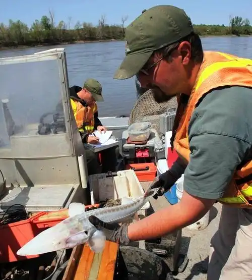mdc seeks volunteers for pallid sturgeon sampling in st.