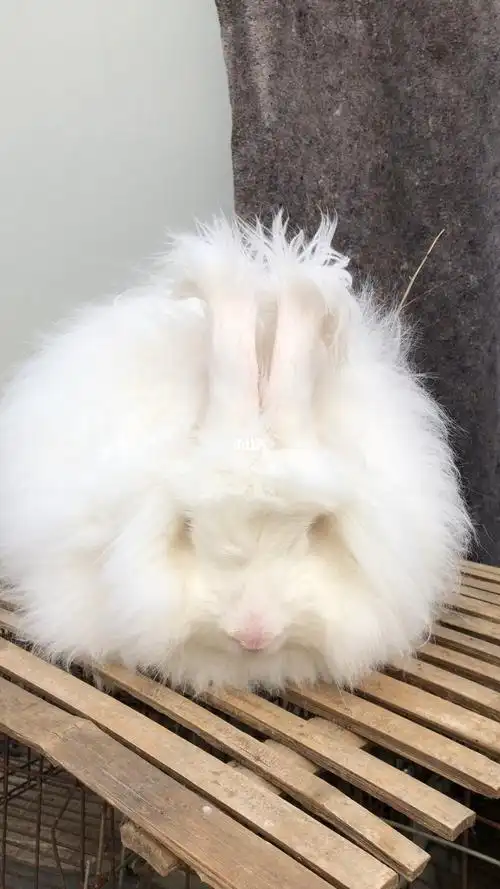 巨型安哥拉长毛兔