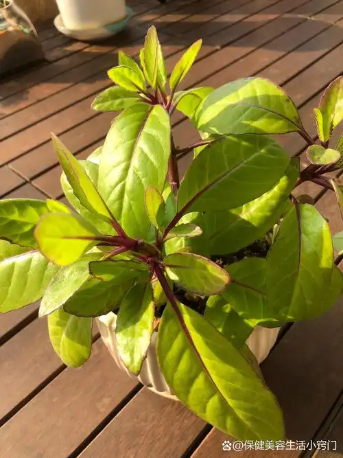 认识明月草——清热解毒,宽肠通便,降糖降脂