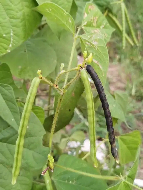 绿豆青皮黑皮熟啦