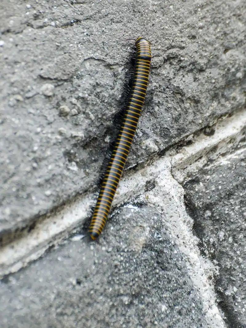 长城上的马陆 #马陆# #燕山蛩# #百足虫