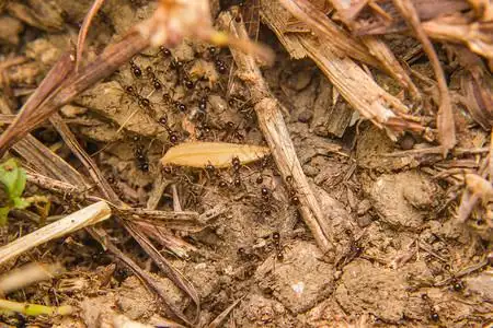 大黑蚂蚁背景图片