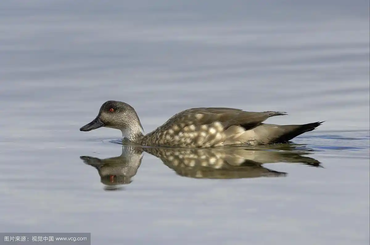 巴塔哥尼亚冠毛鸭,成年,游泳,福克兰群岛,南大西洋