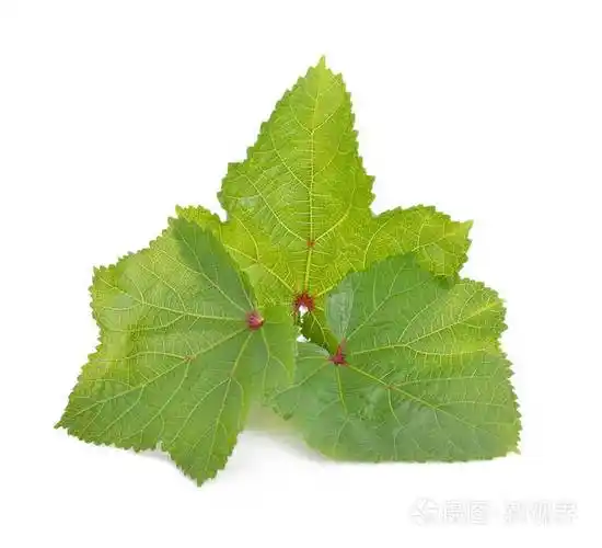 黄秋葵叶在白色背景下分离