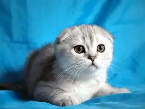 苏格兰折耳猫[猫科动物]