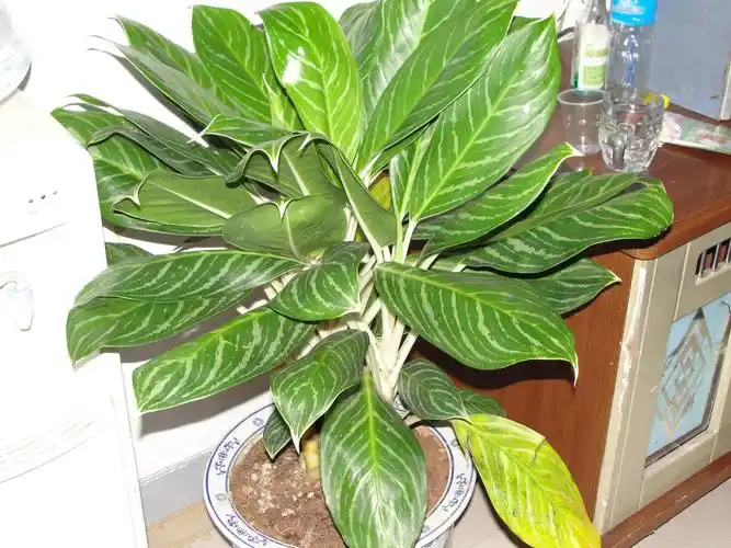 这个是什么盆栽