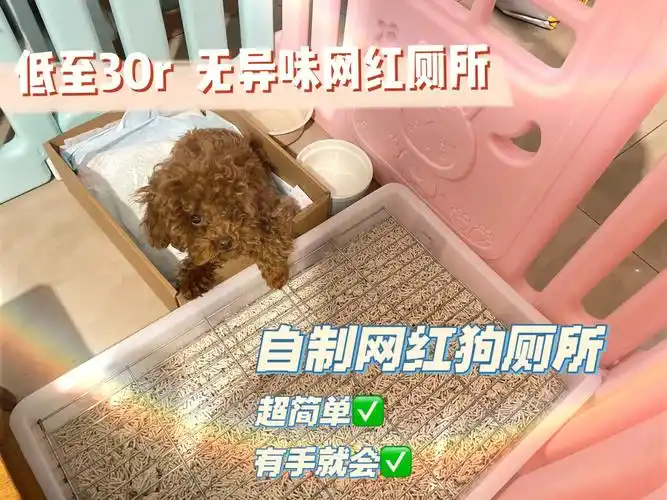 30r自制网红狗厕所有手就会系列