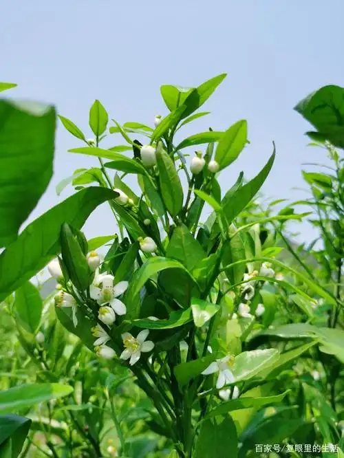 沃柑花开春光无限好,阵阵清香惹得游人醉