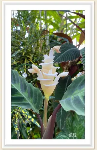 紫背天鹅绒竹芋