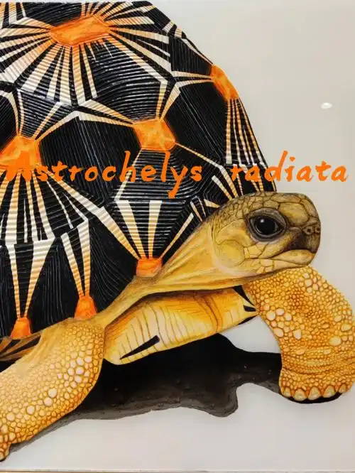 绘画辐射陆龟浮雕画