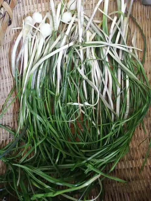 家乡美食—野蒜烙饼