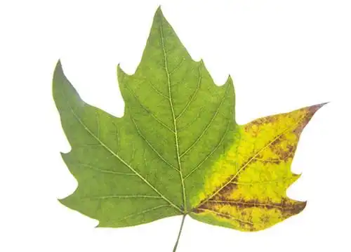 梧桐树的叶子像什么 梧桐树怎么分辨