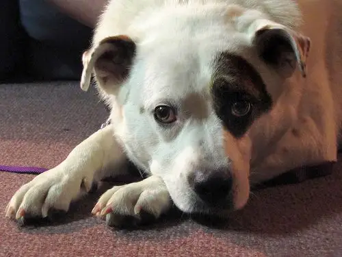 dog party-daisy dog | flickr – 相片分享!