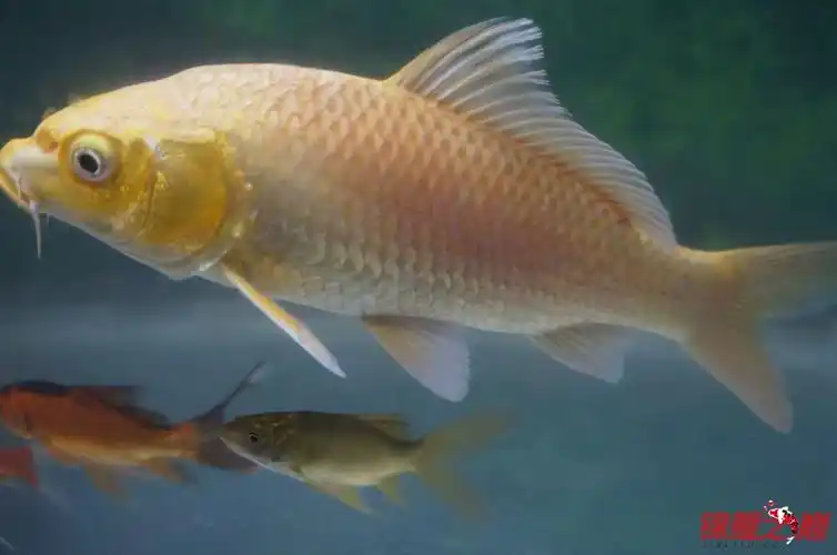 鱼鳞背鳍根部发红,高手看看是什么情况?