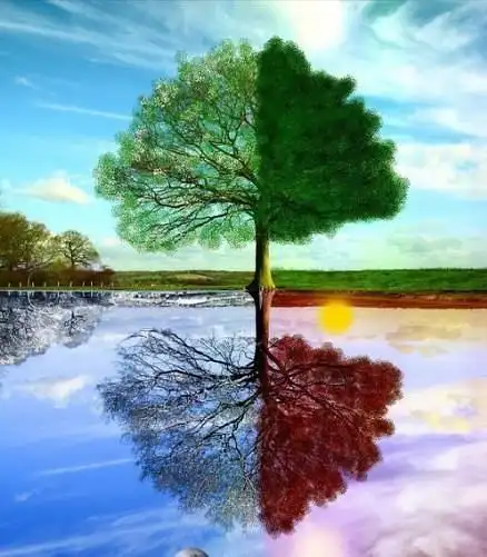 一棵树的春夏秋冬——一位摄影师用四张照片拼接而成.