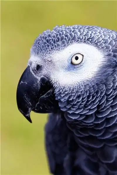 非洲,灰色,鹦鹉,交谈,鸟